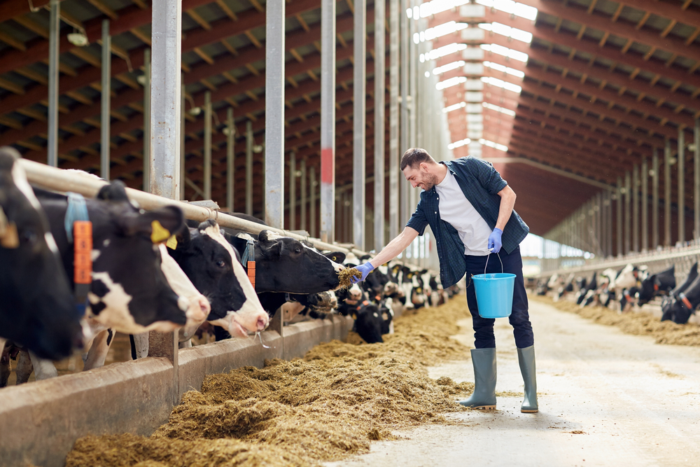 farmer feeding cattle in a shed